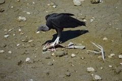 Coragyps atratus