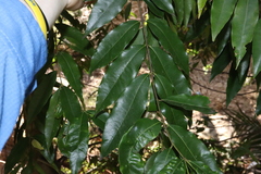 Syzygium floribundum