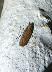 Depressaria daucella