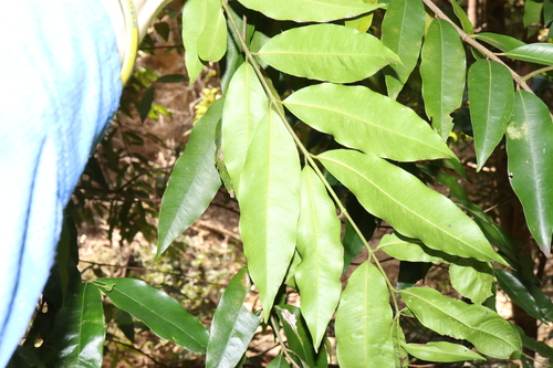 Image of Syzygium floribundum by (c) Thomas Mesaglio, some rights reserved (CC BY)