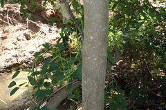 Syzygium floribundum