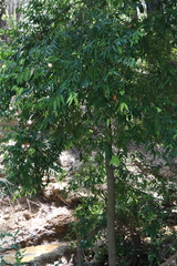 Syzygium floribundum