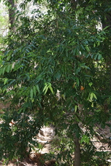 Syzygium floribundum
