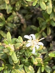 Olearia solandri