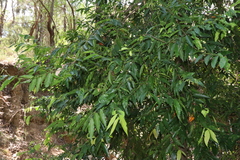 Syzygium floribundum