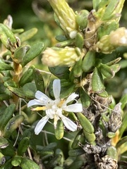 Olearia solandri