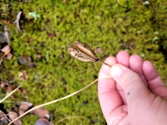 Lilieae