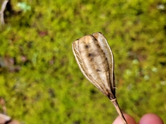 Lilieae