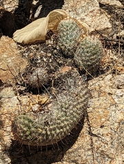 Mammillaria sheldonii