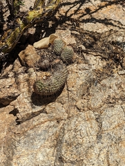 Mammillaria sheldonii