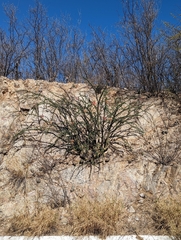 Fouquieria macdougalii