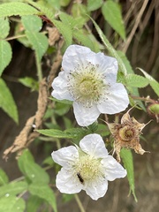 Rubus croceacanthus