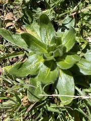 Plagiobothrys nothofulvus