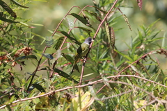 Spizixos semitorques