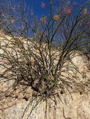 Fouquieria macdougalii