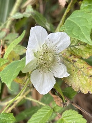 Rubus croceacanthus