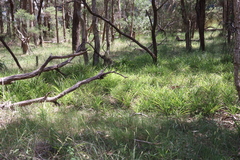 Chlorophytum comosum