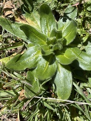 Plagiobothrys nothofulvus