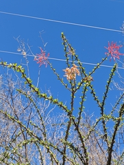 Fouquieria macdougalii