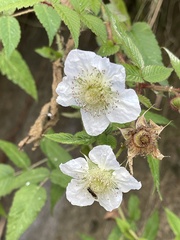 Rubus croceacanthus