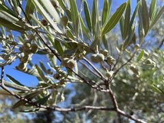 Alectryon oleifolius