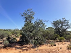 Alectryon oleifolius