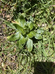 Plagiobothrys nothofulvus