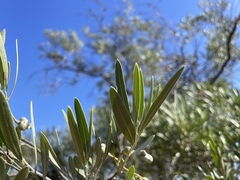 Alectryon oleifolius