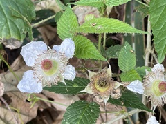 Rubus croceacanthus