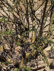 Fouquieria macdougalii