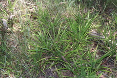 Chlorophytum comosum