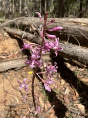 Dipodium