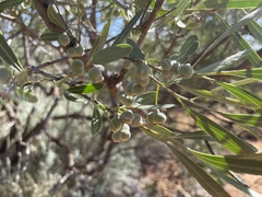 Alectryon oleifolius