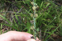 Chlorophytum comosum