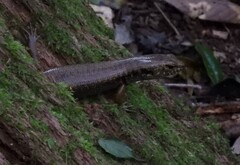 Silvascincus murrayi