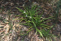 Chlorophytum comosum