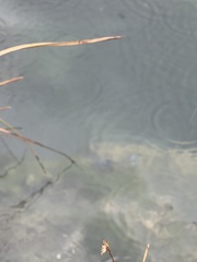 Cyprinodon nevadensis mionectes