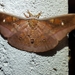 Antheraea ulrichbroschi - Photo (c) CheongWeei Gan, some rights reserved (CC BY-NC), uploaded by CheongWeei Gan