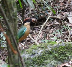 Pitta versicolor