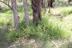 Chlorophytum comosum