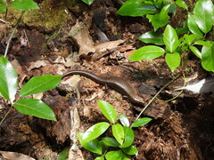 Silvascincus murrayi