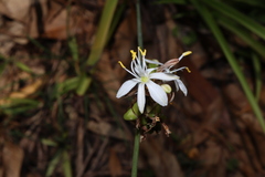 Chlorophytum comosum