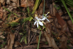 Chlorophytum comosum