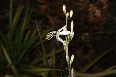 Chlorophytum comosum