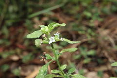 Mentha diemenica