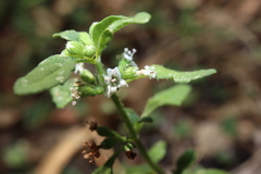 Mentha diemenica