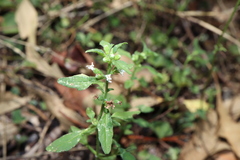 Mentha diemenica