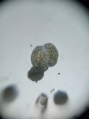 Stellaria cuspidata