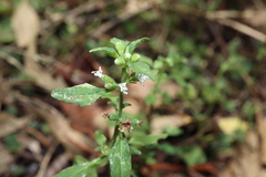 Mentha diemenica