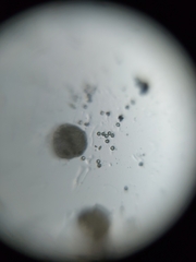 Stellaria cuspidata
